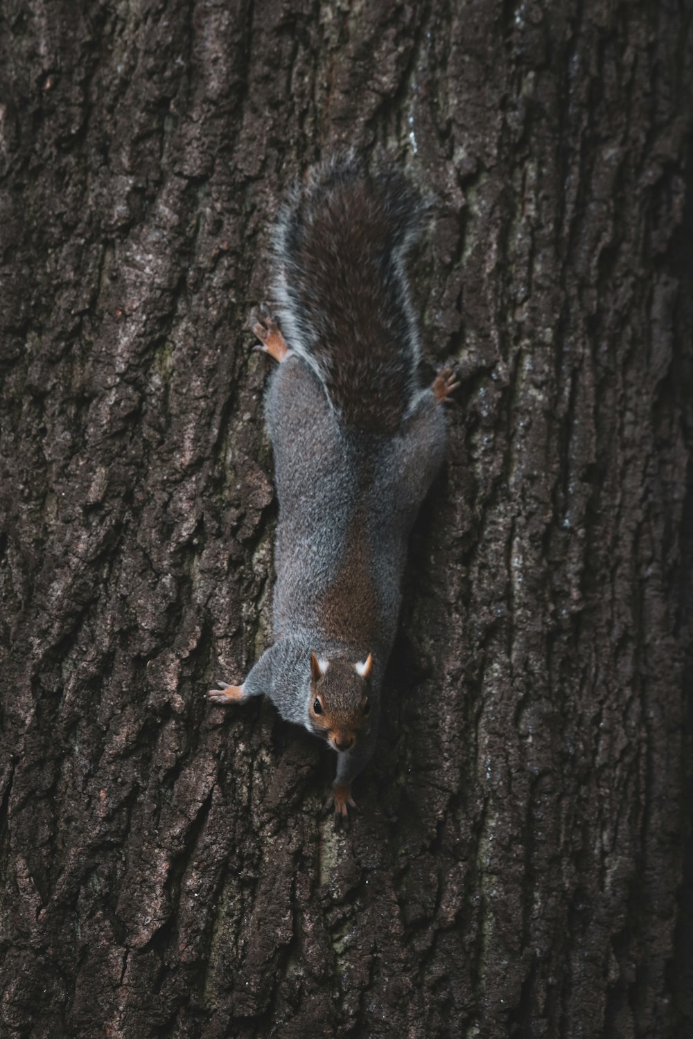 a squirrel is sitting on the bark of a tree