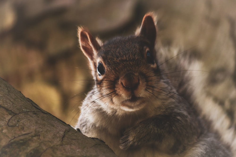 a close up of a squirrel on a tree branch