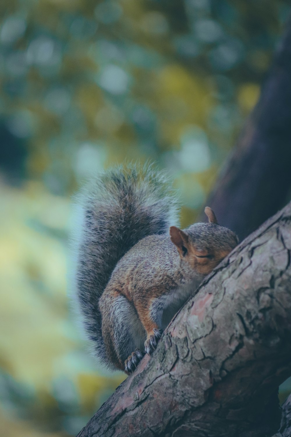 a squirrel is sitting on a tree branch