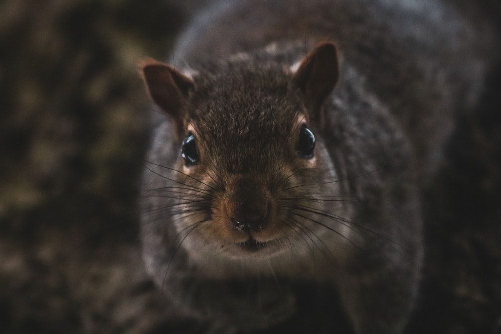 Eine Nahaufnahme eines Eichhörnchens, das in die Kamera schaut