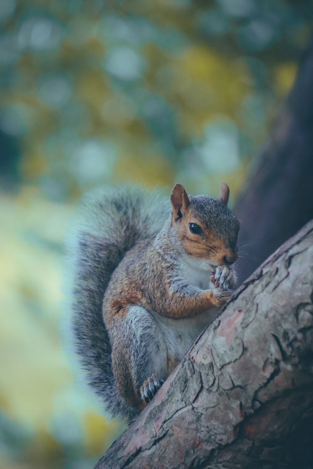 a squirrel is sitting on a tree branch