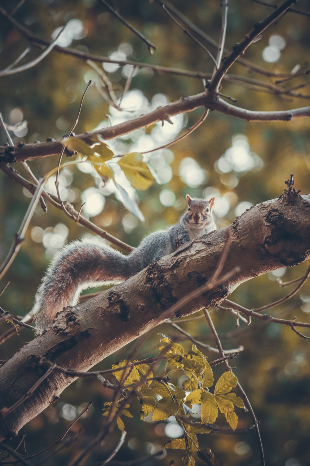 a squirrel is sitting on a tree branch