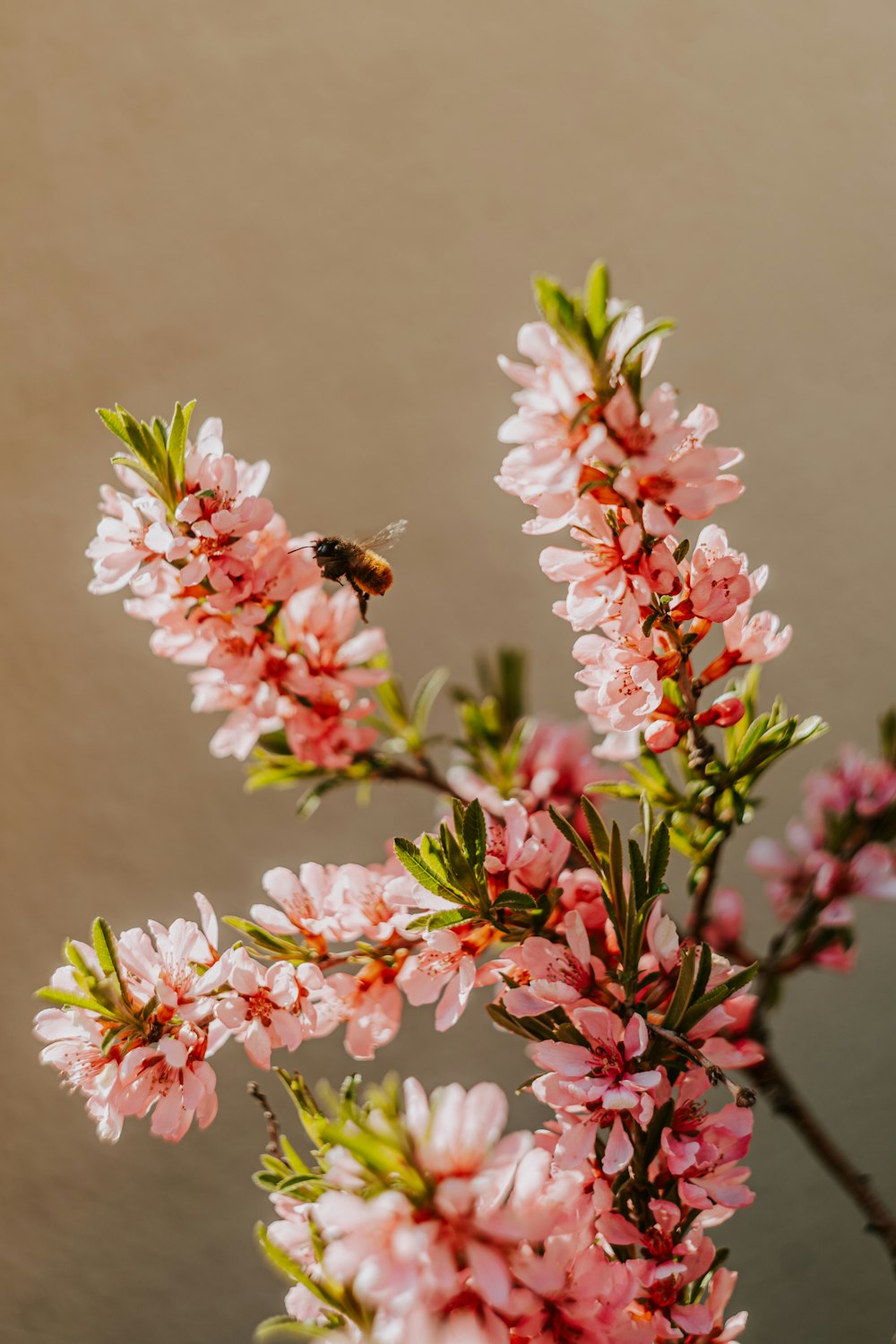 a close up of a flower with a bee on it