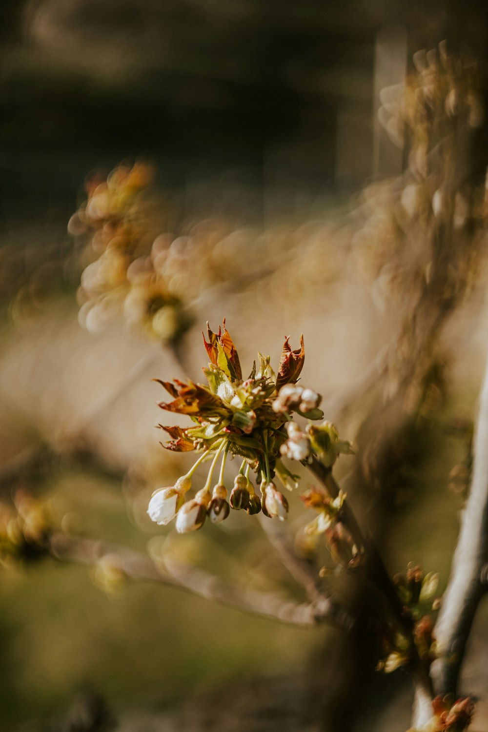 a close up of a flower on a tree branch