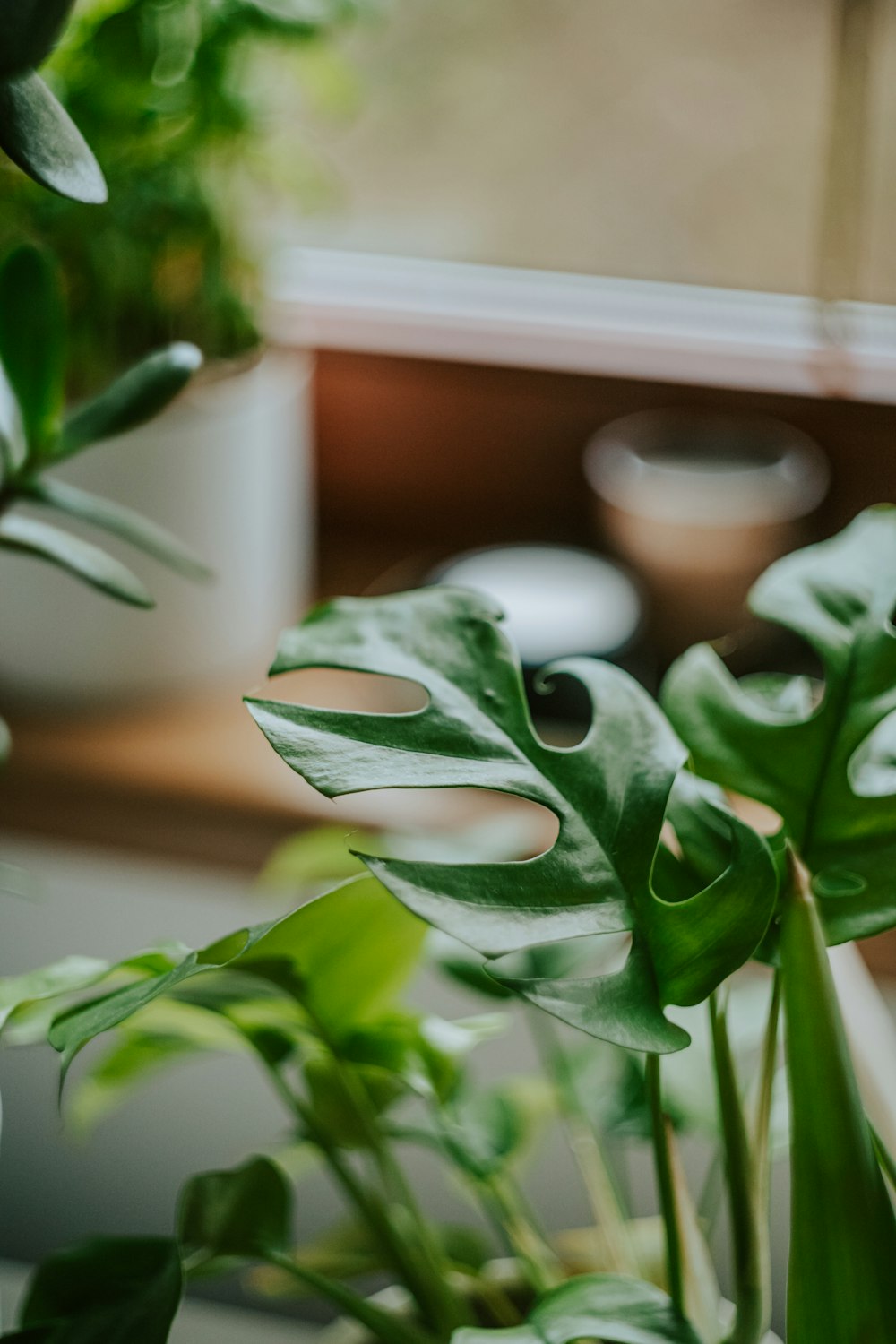 a close up of a green plant near a window