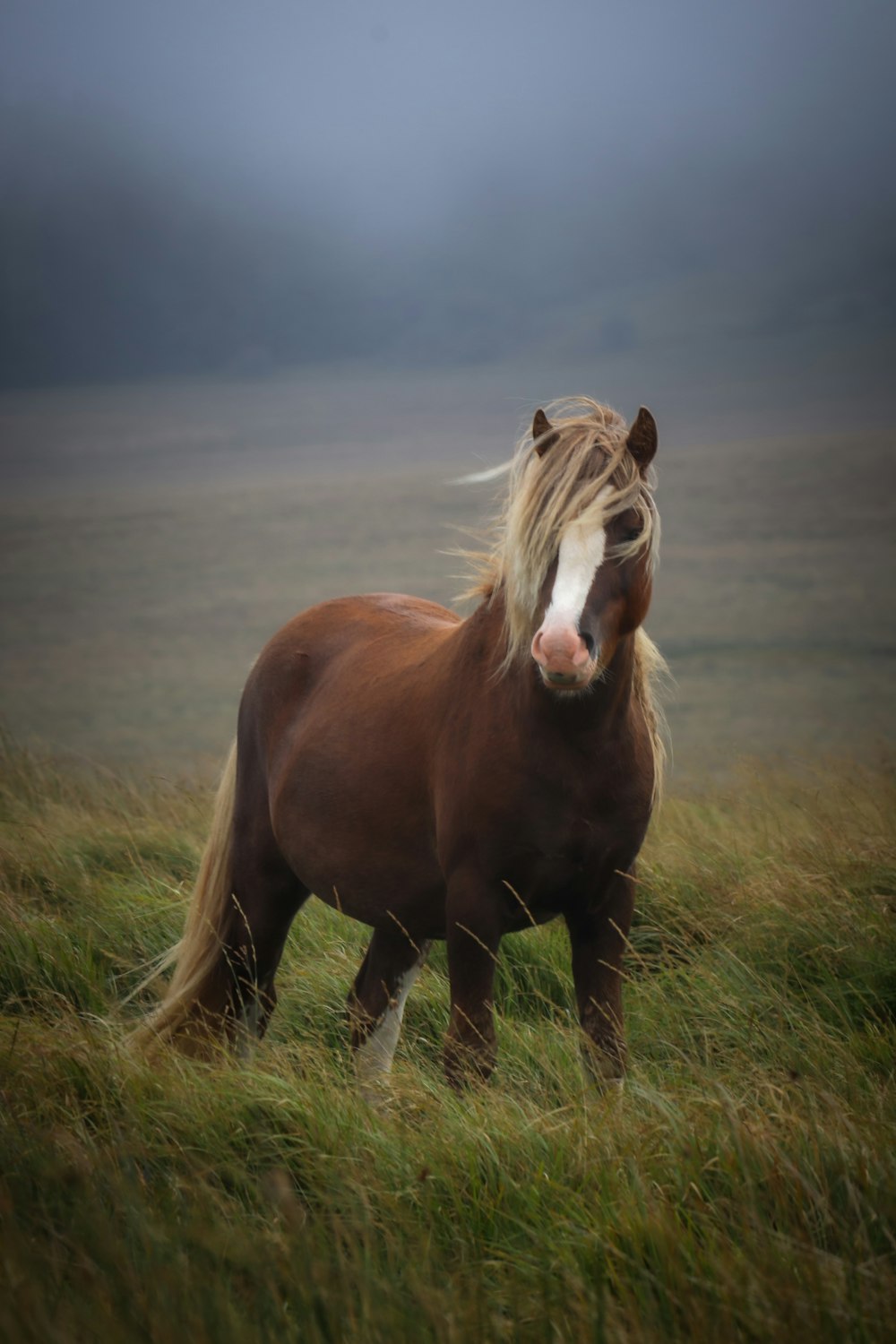 a brown and white horse standing on top of a lush green field