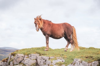 a brown horse standing on top of a grass covered hill