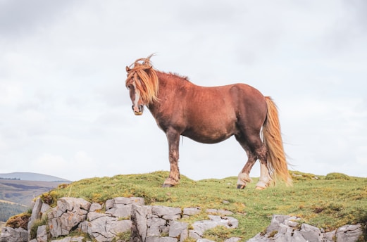 a brown horse standing on top of a grass covered hill