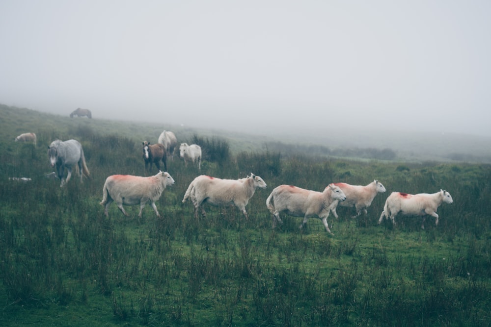 緑豊かな野原を歩く羊の群れ