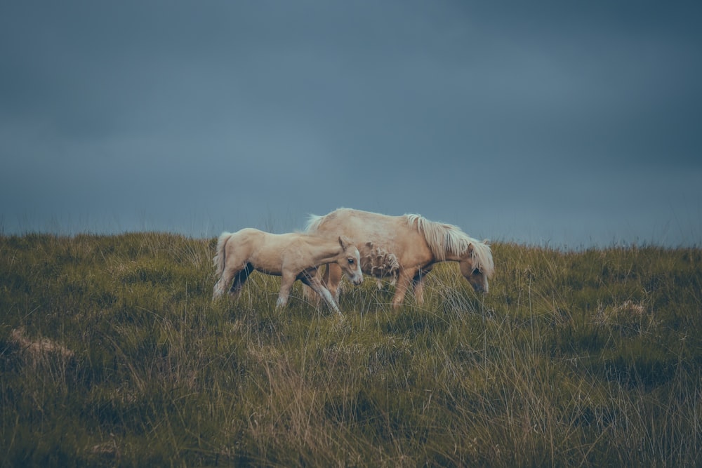 two white horses grazing in a grassy field