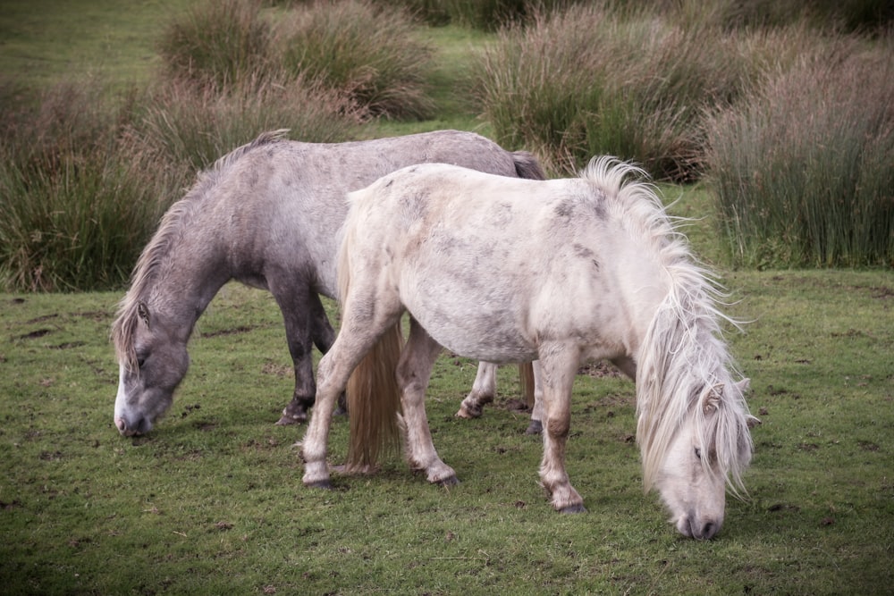 a couple of white horses standing on top of a lush green field