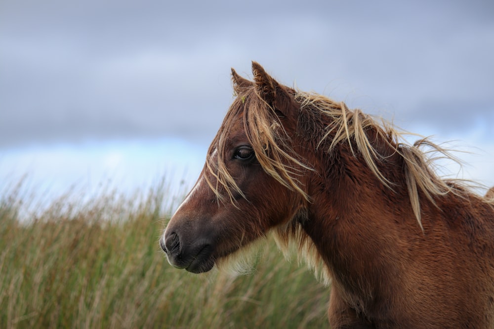 Un caballo marrón con cabello rubio parado en la hierba alta