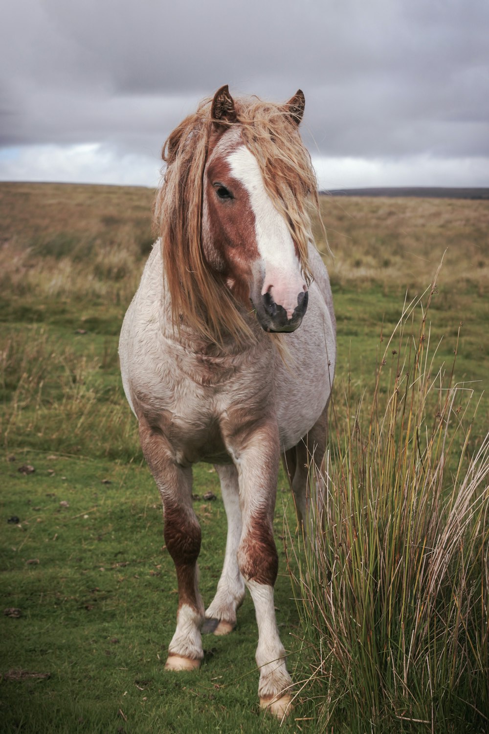 a brown and white horse standing on top of a lush green field