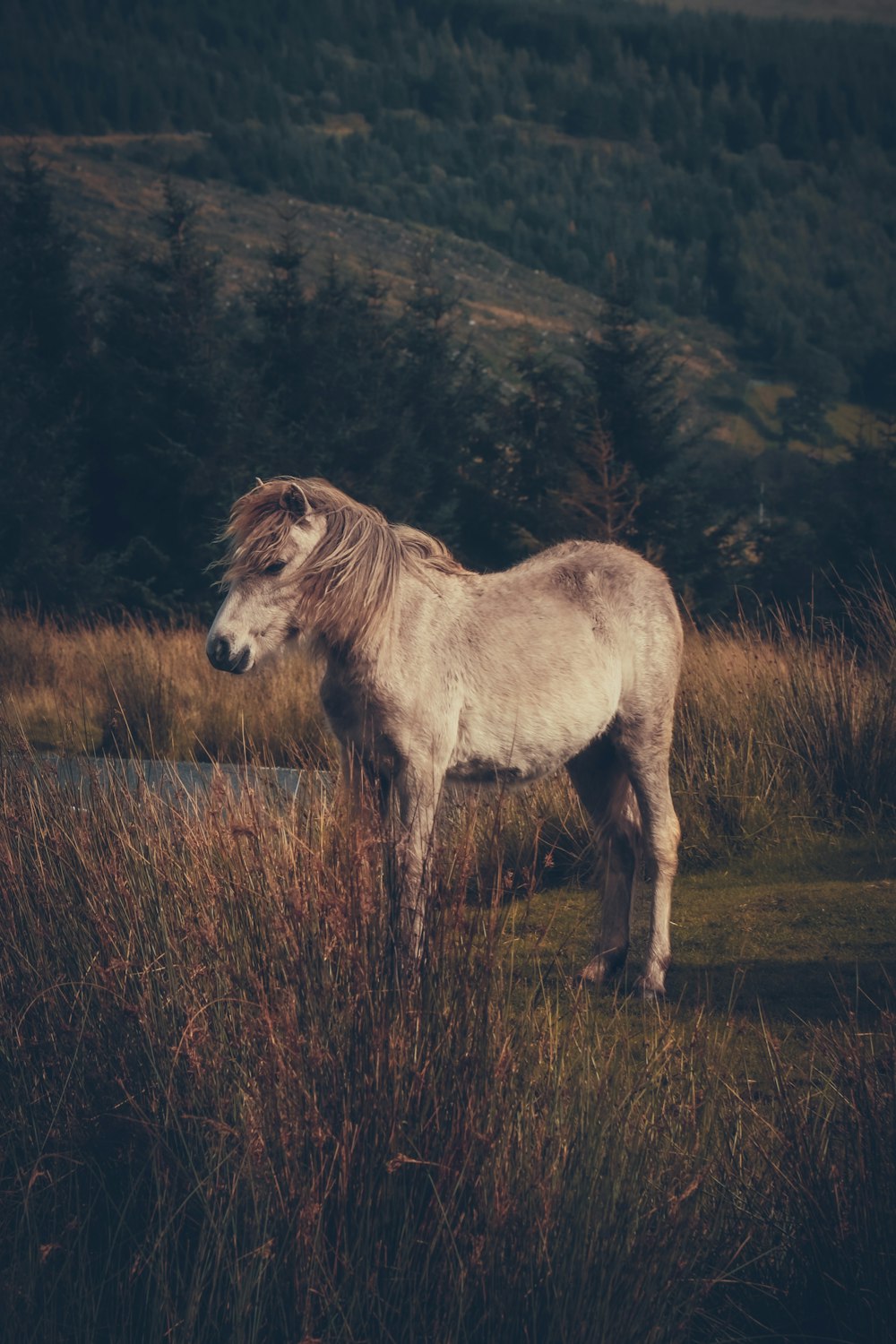 un cheval blanc debout au sommet d’un champ couvert d’herbe