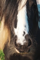 The image is a close-up of a horse’s face, focusing on its nose and mouth with the light shining on its fur. The horse's fur is black with a prominent white stripe running along its face, sometimes extending down to its nose, with some darker spots.