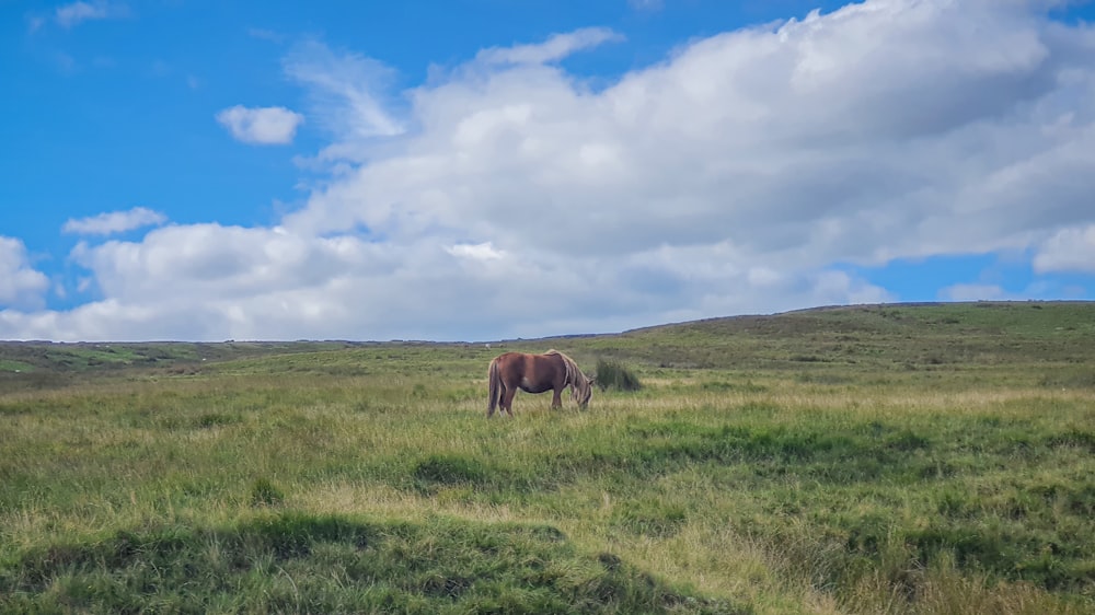 a horse grazing in a grassy field under a cloudy blue sky