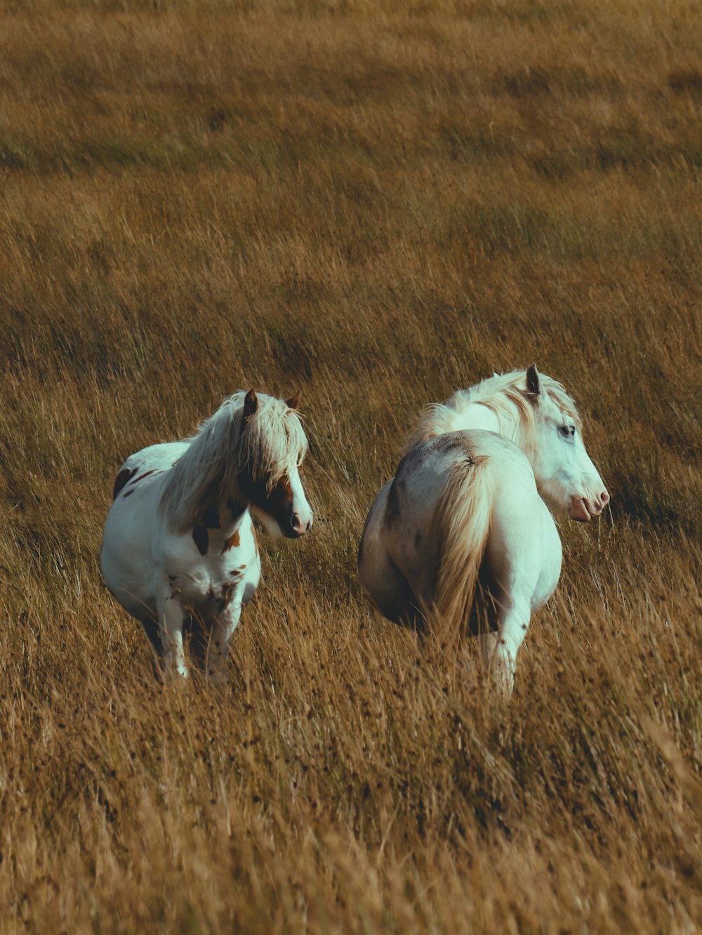 ein paar weiße Pferde, die über ein trockenes Grasfeld laufen