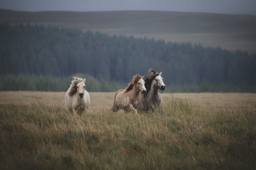 three horses running in a field with trees in the background