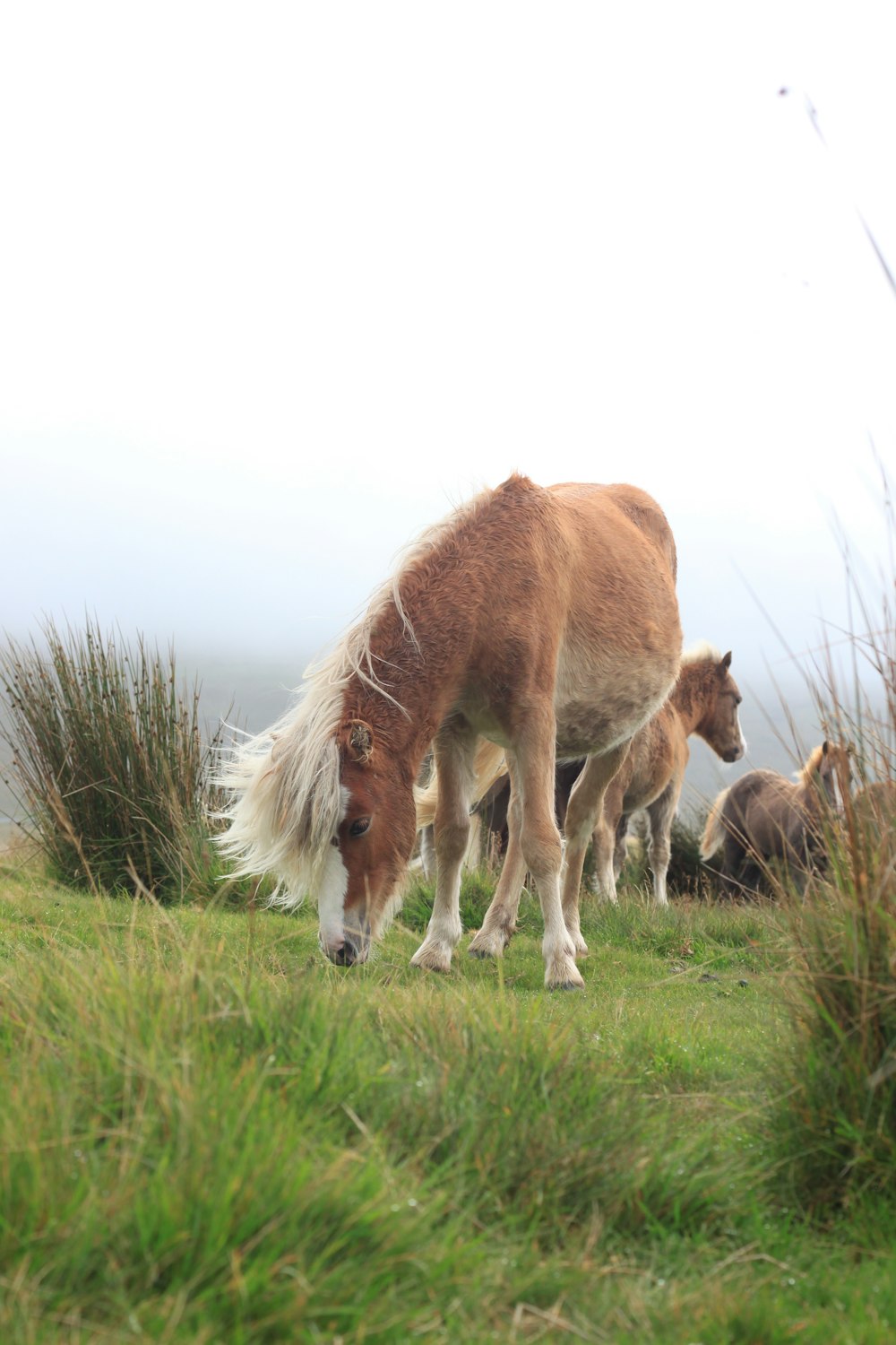 a group of horses standing on top of a lush green field