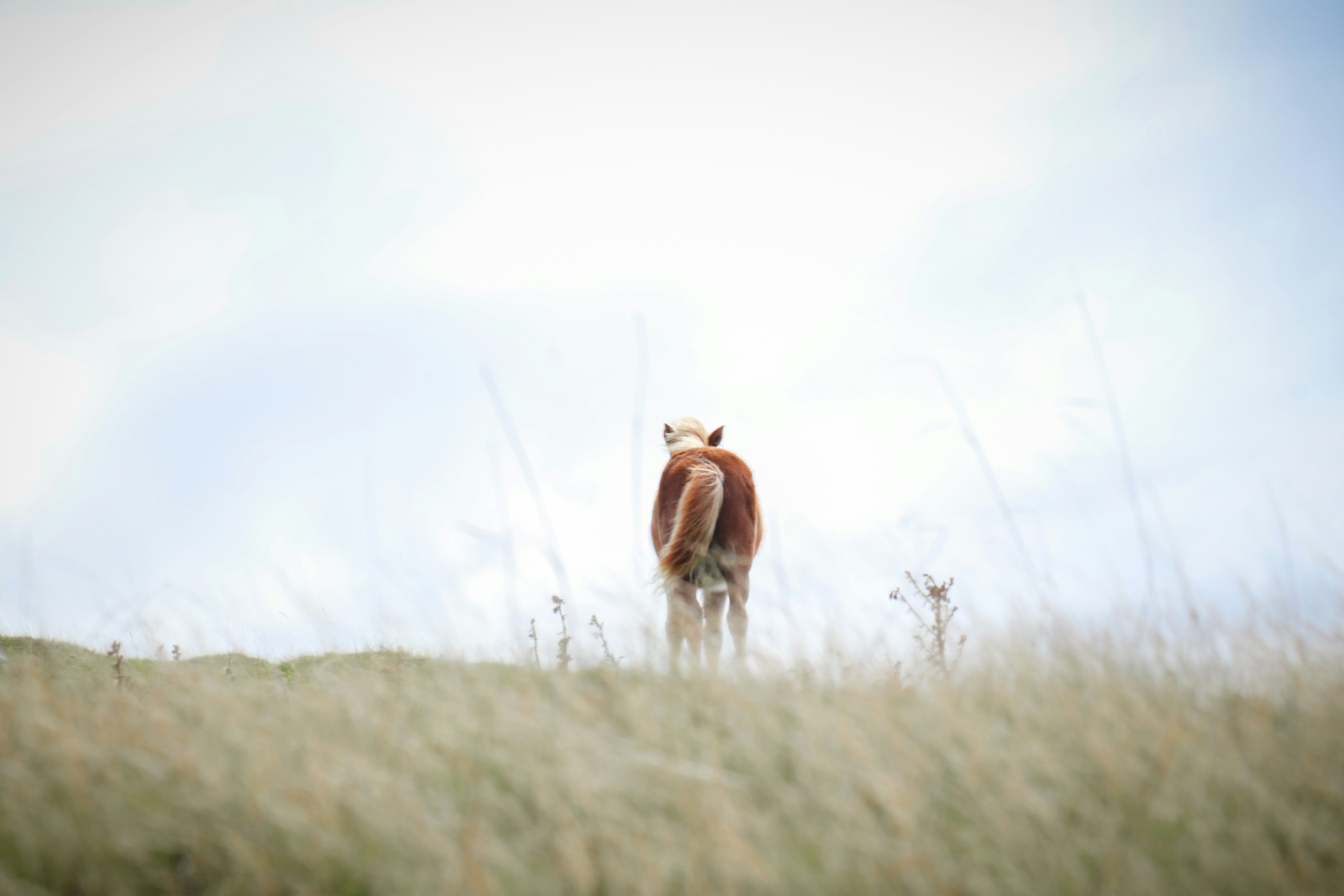 a cow standing in a field of tall grass