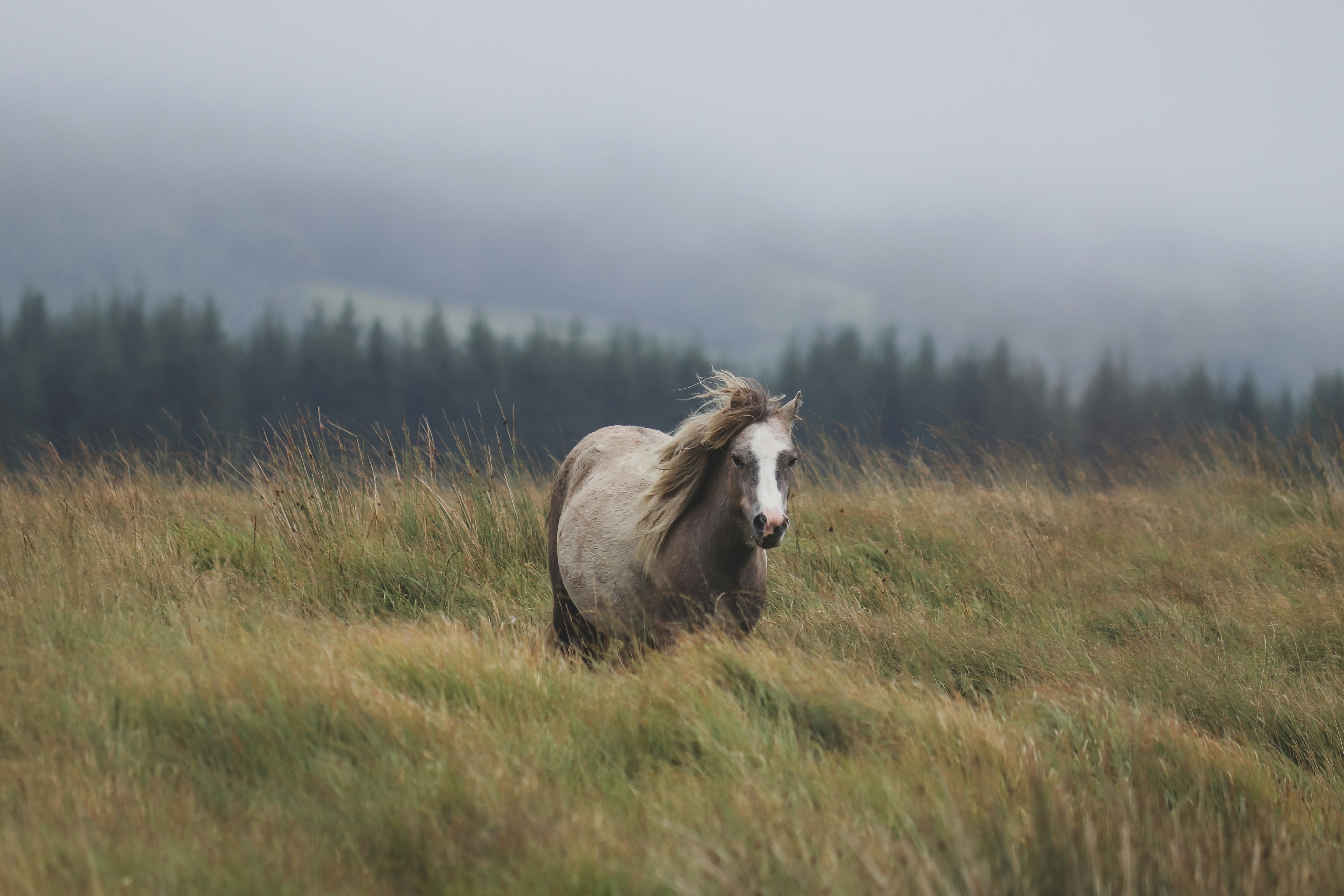 a horse is running through a field of tall grass, 