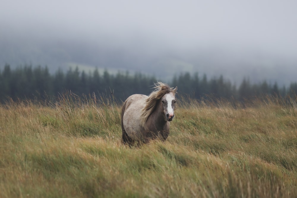 Ein Pferd rennt durch ein Feld mit hohem Gras