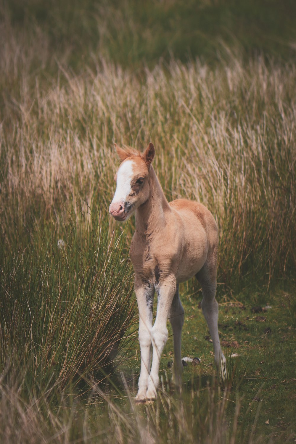 a small horse standing in a field of tall grass