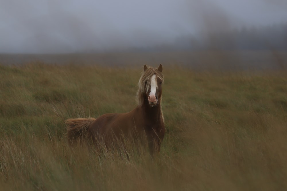 Un caballo parado en un campo de hierba alta