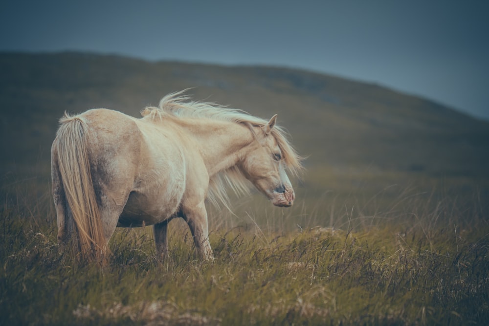 un cheval blanc debout au sommet d’un champ verdoyant