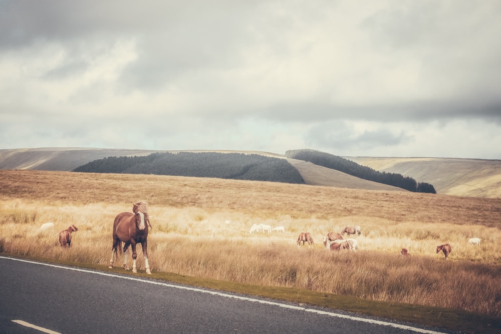 a brown horse standing on the side of a road