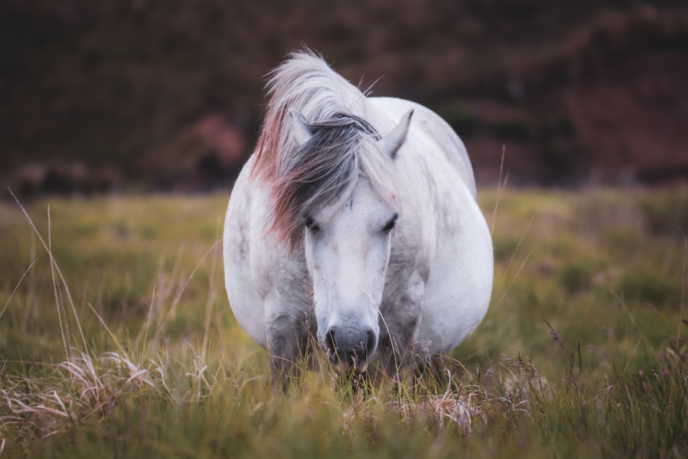 a white horse standing in a field of tall grass