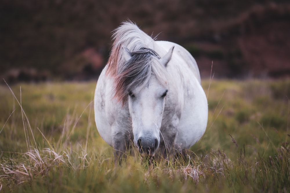 Un caballo blanco parado en un campo de hierba alta
