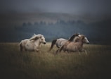 A group of horses running freely in an open field.