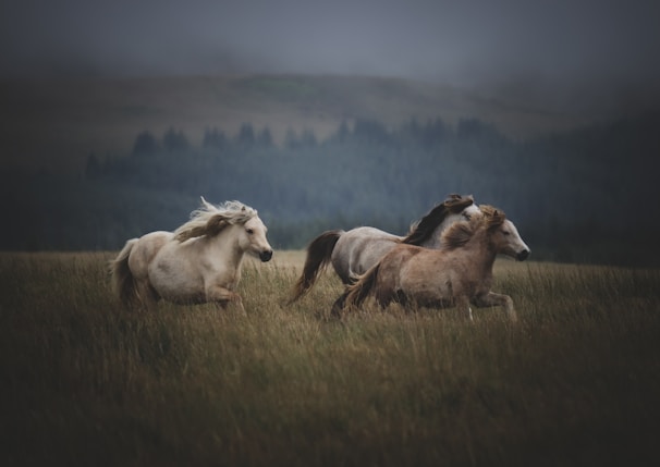 Águila galloping freely across an open field with dust rising beneath his hooves.