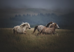 A group of horses running freely in an open field.