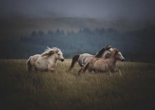 Het Leven op Onze 100 Hectare Ranch