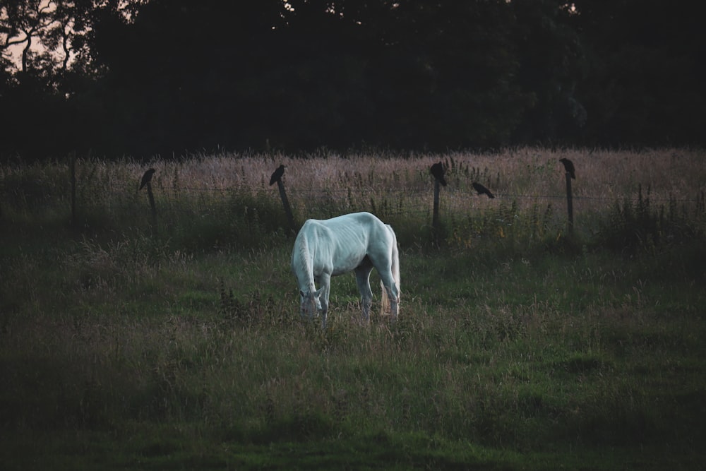 a white horse is grazing in a field
