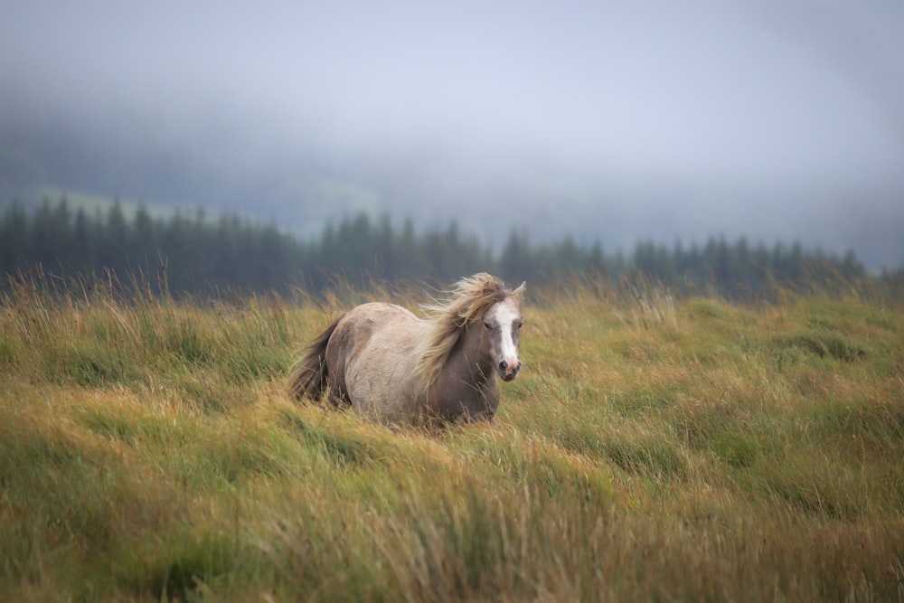 a horse that is standing in the grass