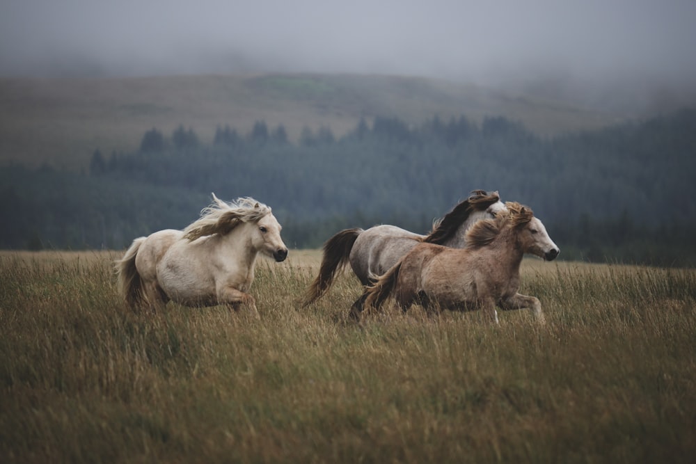 Eine Gruppe von Pferden, die durch ein Feld rennen