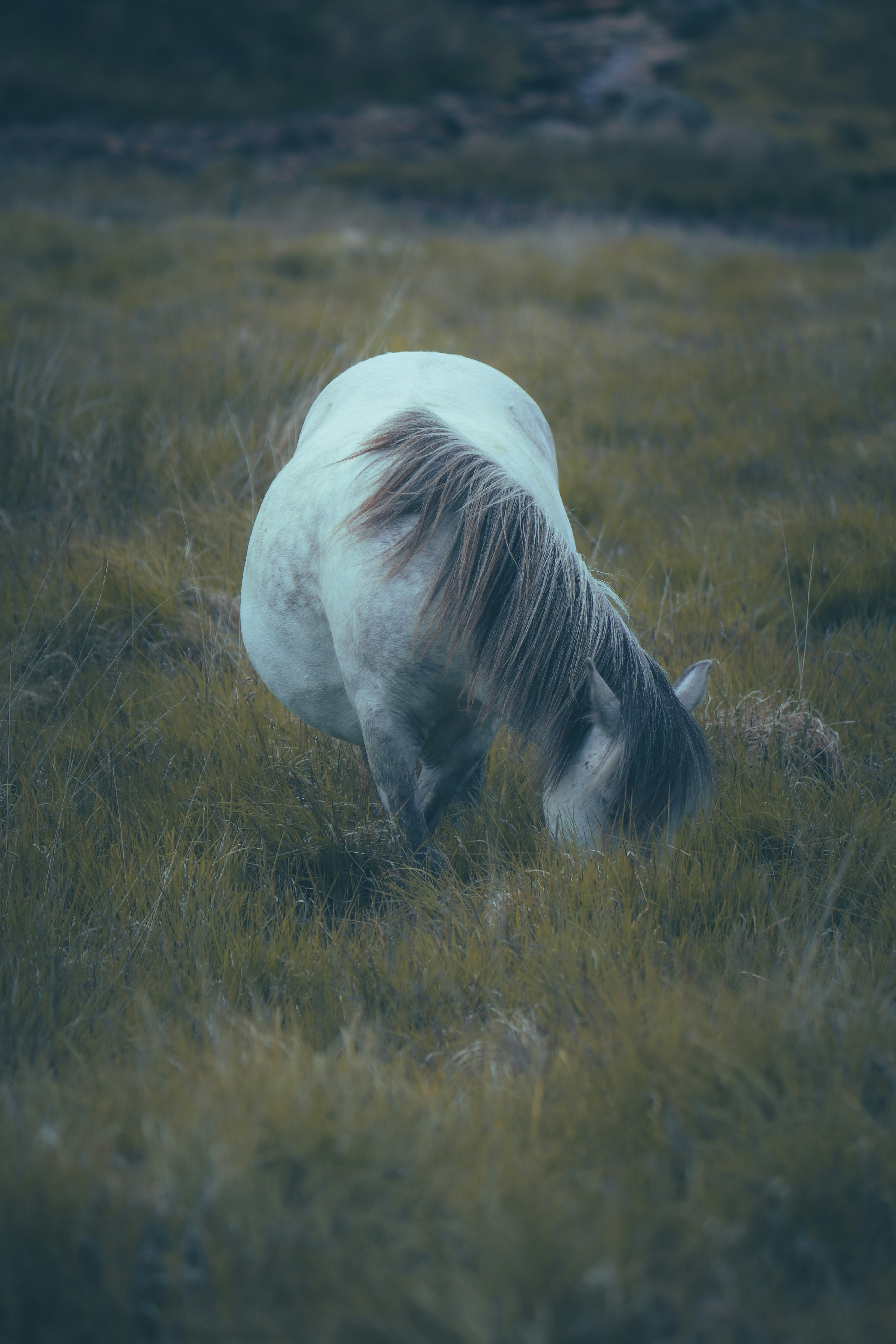 grassland