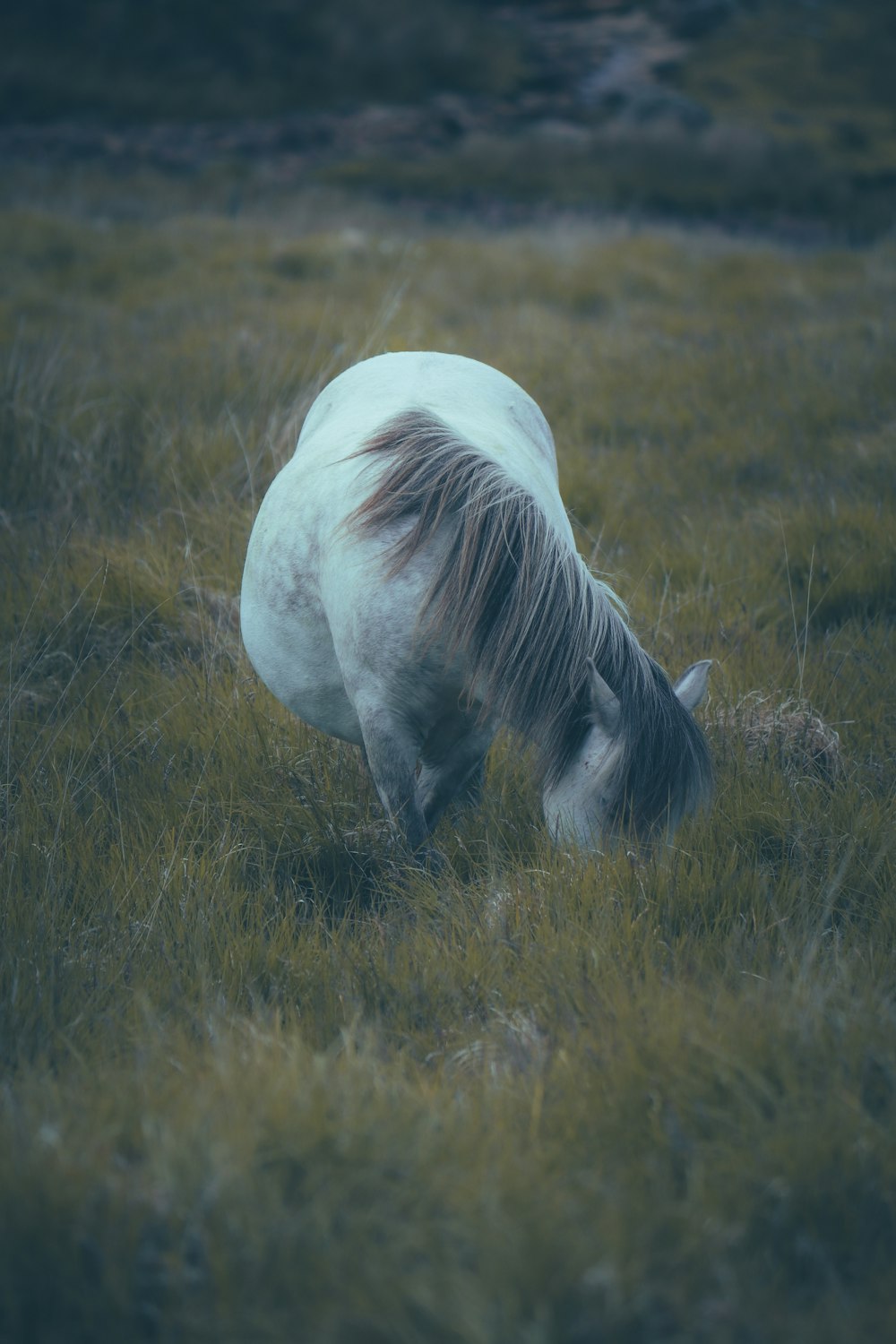 a white and black horse grazing in a field
