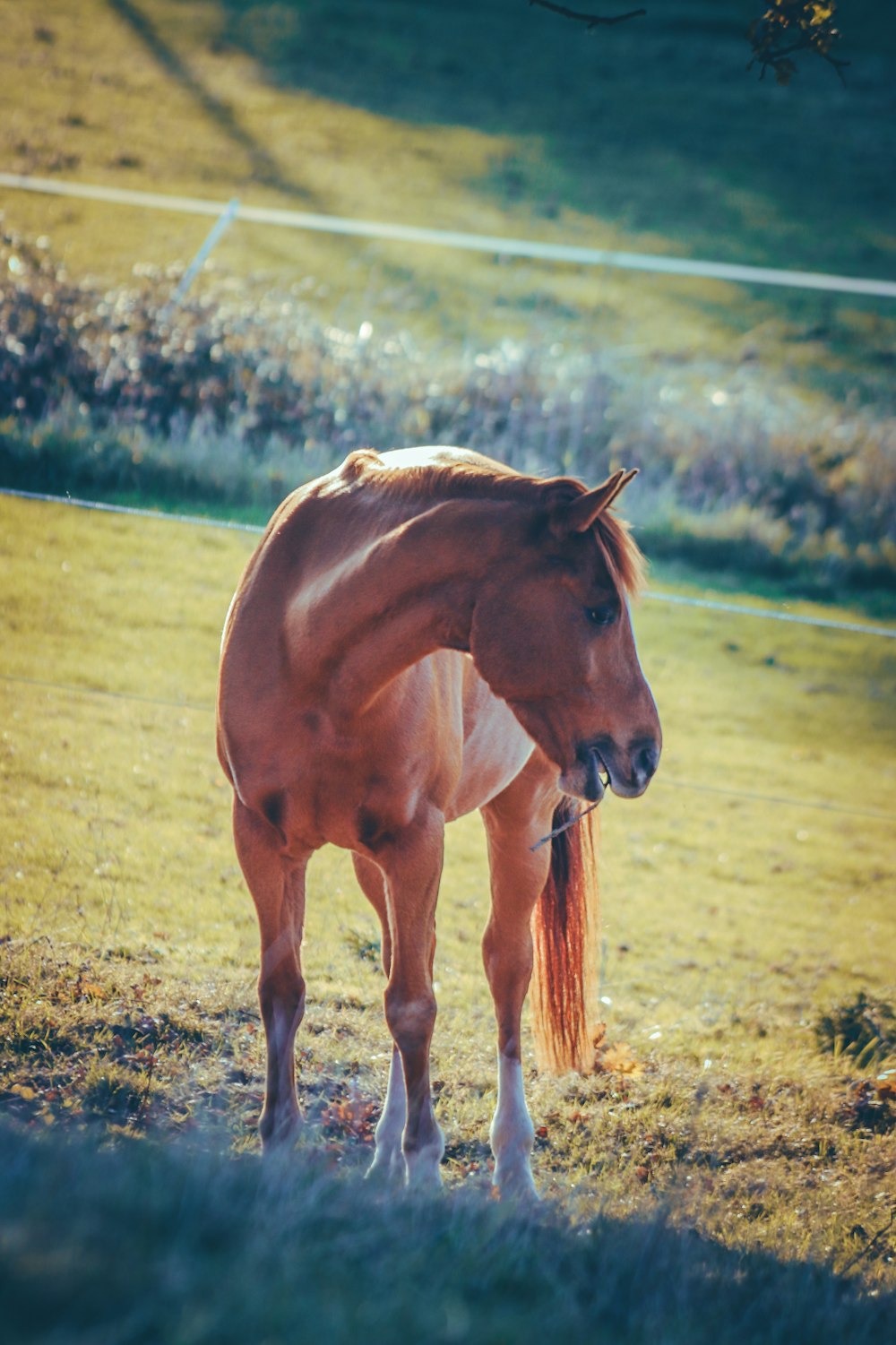 un caballo marrón parado en la cima de un exuberante campo verde