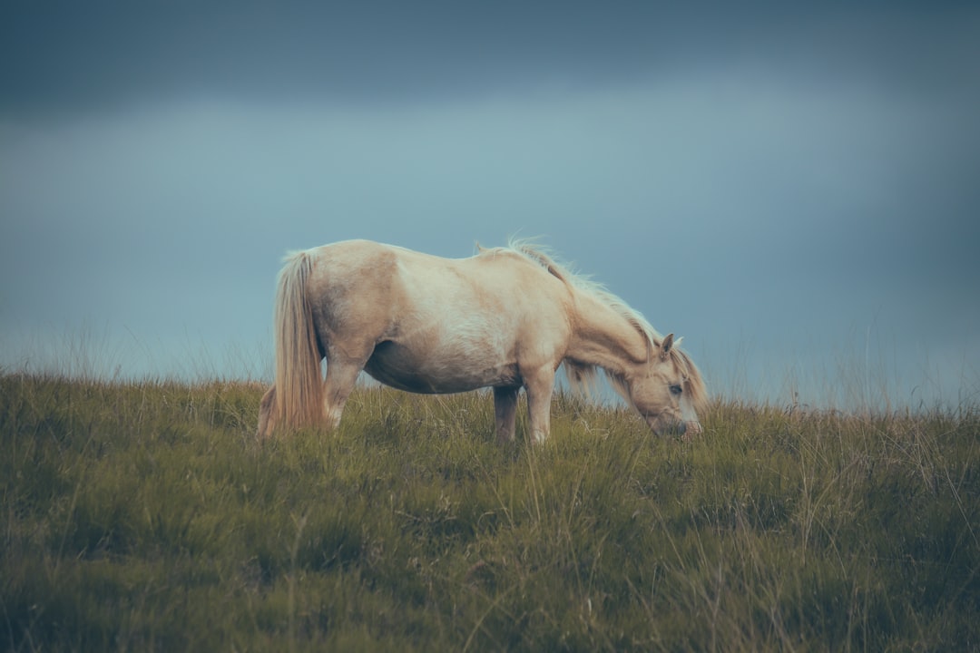 a white horse grazing on a lush green field,