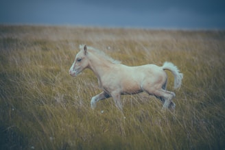 Energetic chestnut yearling trotting freely across a natural field.
