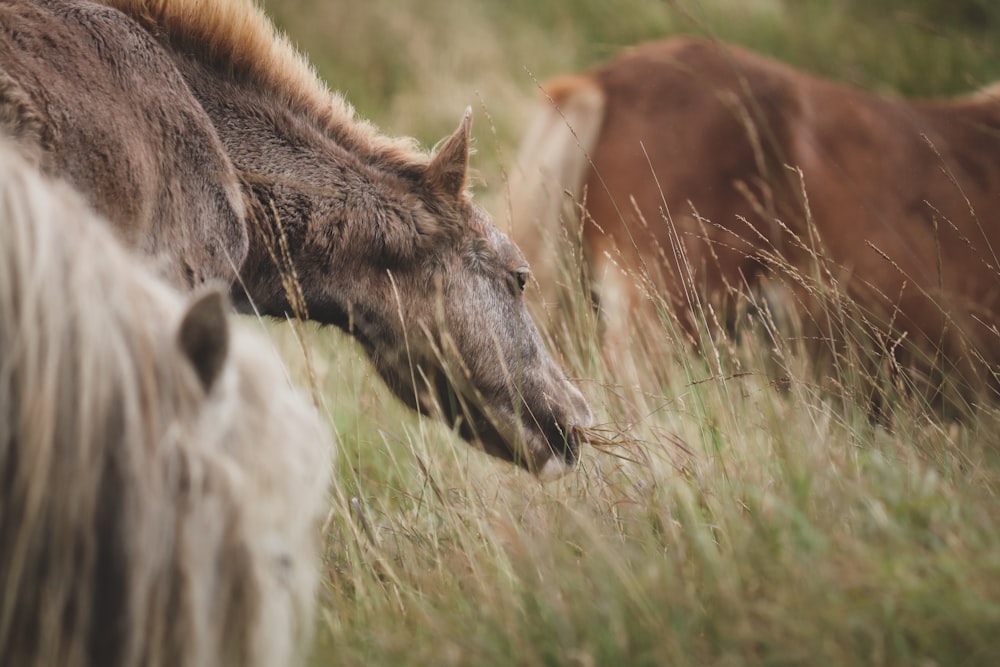 a close up of a horse in a field of grass