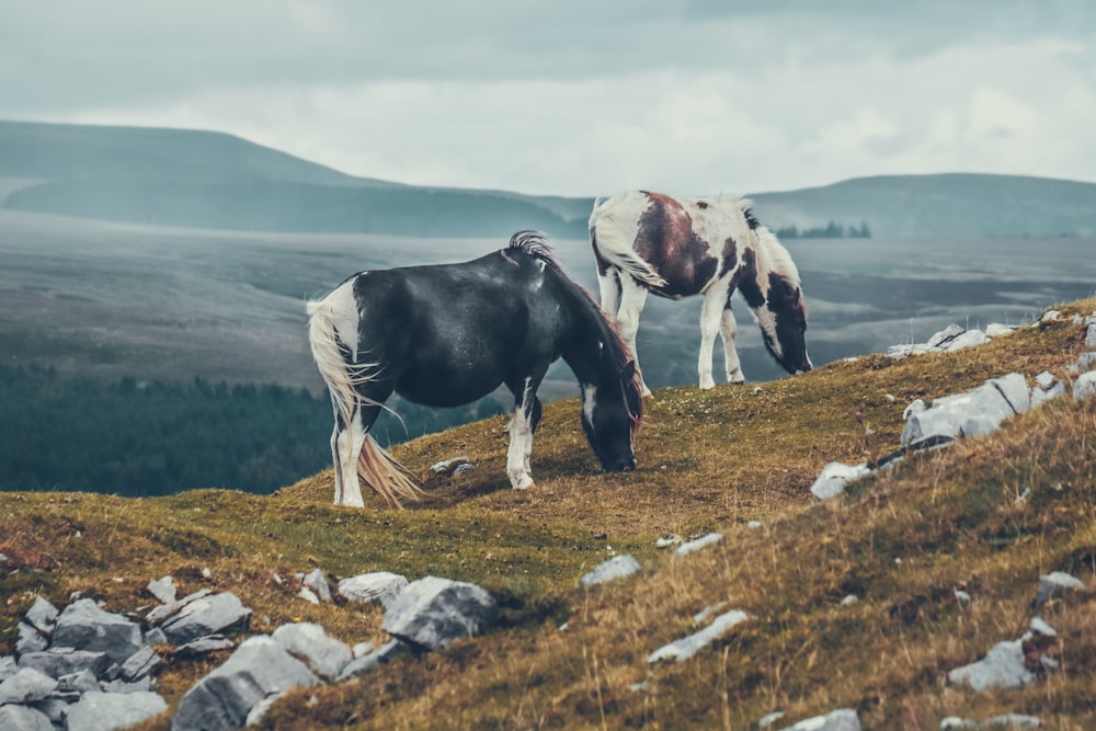 a couple of horses standing on top of a grass covered hillside