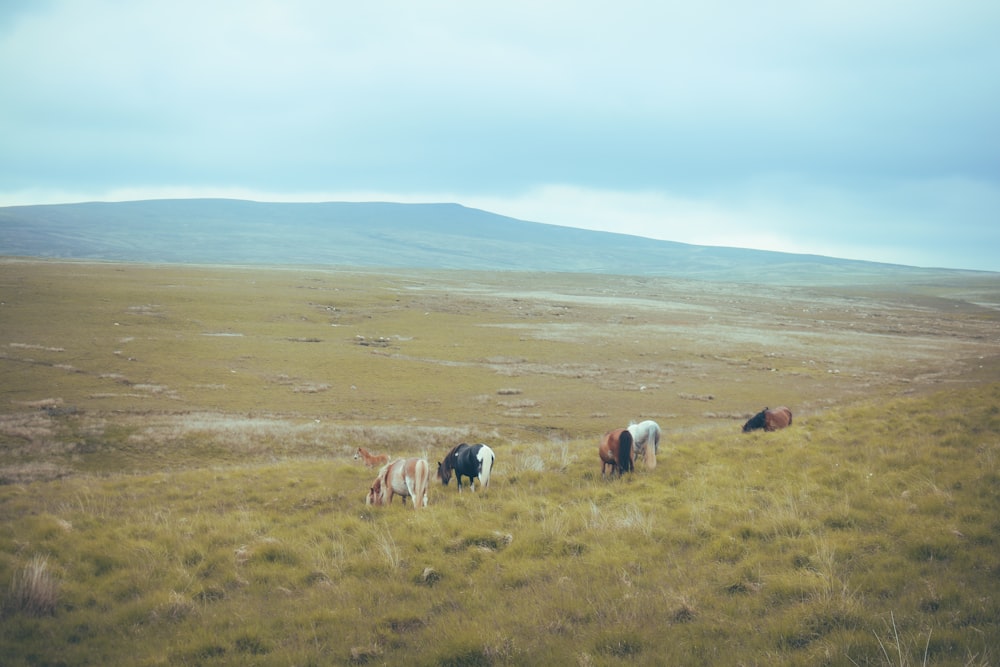 a herd of cattle grazing on a lush green hillside