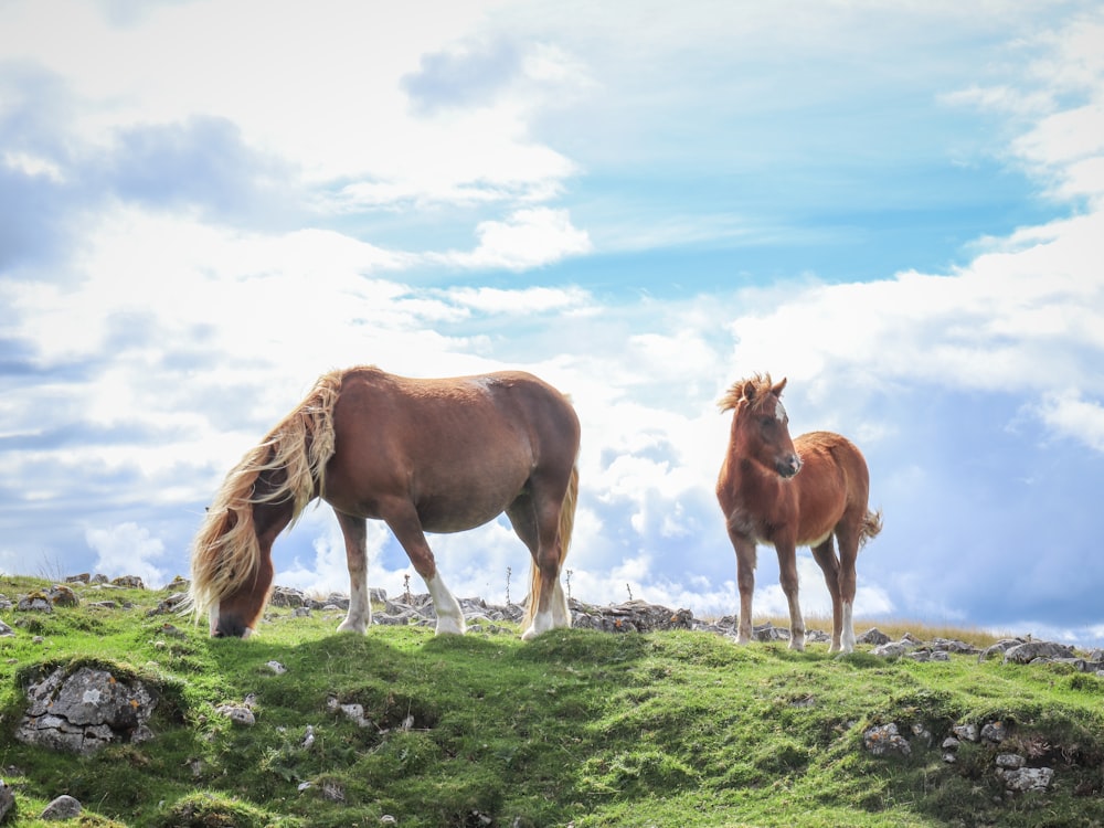 a couple of horses standing on top of a lush green field