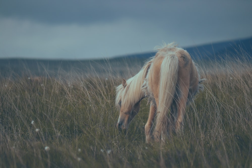 a horse grazing in a field of tall grass
