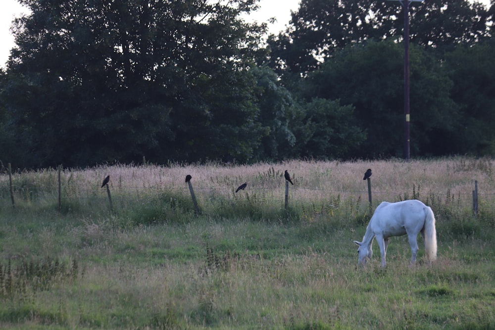 a white horse eating grass in a field